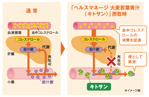 「ヘルスマネージ 大麦若葉青汁<キトサン>」摂取時の血中コレステロール消費促進イメージ