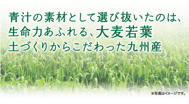 青汁の素材として選び抜いたのは、生命力あふれる、大葉若葉　土づくりからこだわった九州産