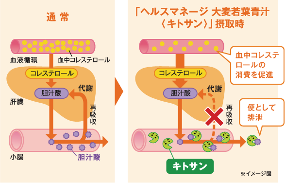 「ヘルスマネージ 大麦若葉青汁<キトサン>」摂取時の血中コレステロール消費促進イメージ