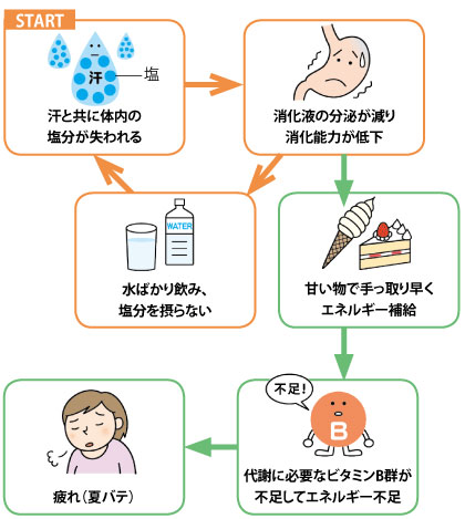 汗と共に体内の塩分が失われる→消化液の分泌が減り消化能力が低下→水ばかり飲み、塩分を摂らない。その結果、甘い物で手っ取り早くエネルギー補給→代謝に必要なビタミンB群が不足してエネルギー不足→疲れ（夏バテ）