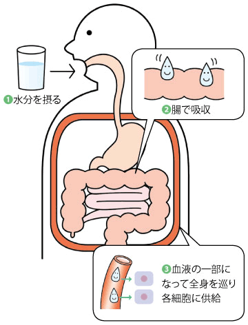 水分を摂る→腸で吸収→血液の一部になって全身を巡り各細胞に供給