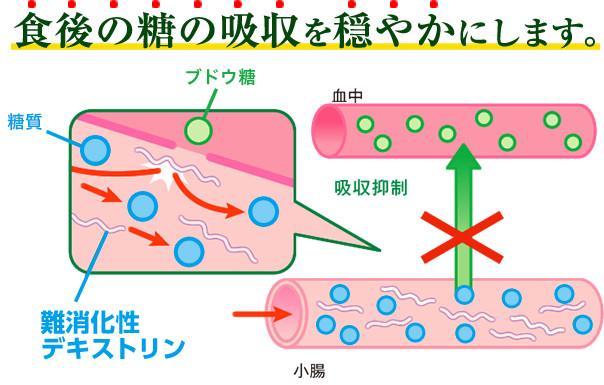 食後の糖の吸収を穏やかにします