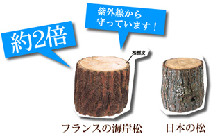 日本の松と比べて非常に厚い樹皮に豊富に含まれるポリフェノール