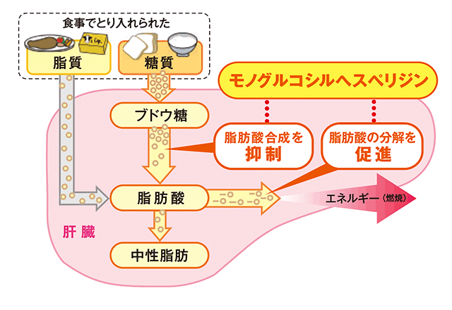 【モノグルコシルヘスペリジンが血中中性脂肪を低下をさせるメカニズム】